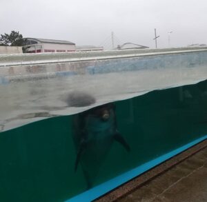 いるか水槽の🐬