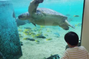 水槽に張り付く息子